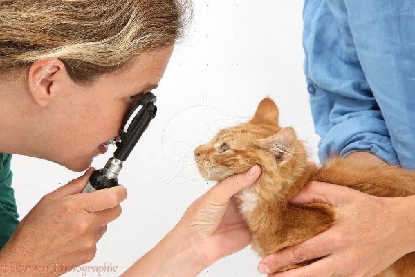 26181-Vet-examining-a-kittens-eye-with-an-ophthalmoscope-white-background.jpg