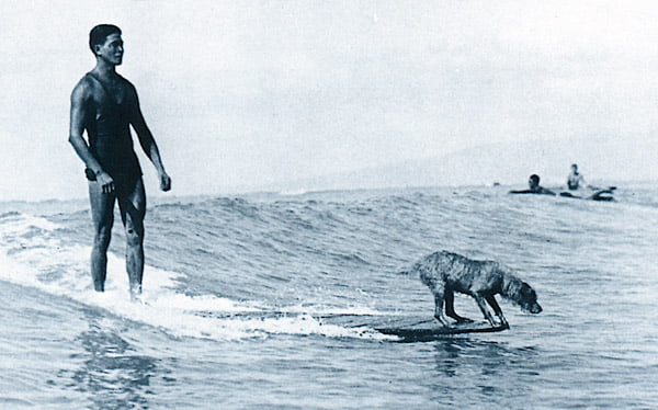 surfer_dog.jpg
